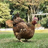 Pollo in giardino