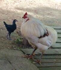Un pollo araucuna, uno grande e bianco e uno piccolo e nero stava fuori
