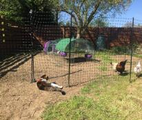 Un gatto che osserva i polli nel loro recinto