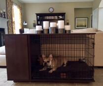 Bosswell il cane in una noce Fido Studio con un armadio attaccato in un soggiorno