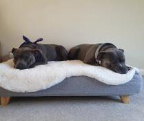 Due cani che condividono il loro letto grigio con topper in pelle di pecora