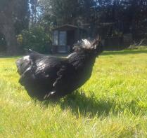 Gallina crestata bianca nera