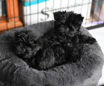 Due piccoli cani neri su un letto a forma di ciambella