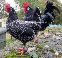 Una delle mie tante galline ancona