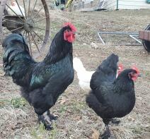 Due polli neri di langsham.