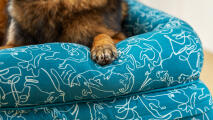 Dettaglio del letto a baldacchino con stampa di cane scarabocchio blu