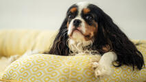 Primo piano di cavalier king charles spaniel su una cuccia con stampa a nido d'ape e polline.