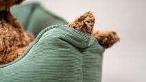 Dettaglio delle zampe di un cane che riposano in un letto a nido di merluzzo verde muschio