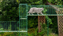 Gatto di grandi dimensioni che si muove attraverso le passerelle del tunnel catio in un giardino