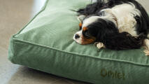 Un cane che riposa sul cuscino della cuccia.