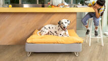 Dalmata su una cuccia Topology con un topper a sacco giallo in una cucina moderna