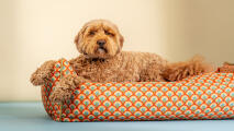 Letto per cani cosy nest con vivace motivo di design