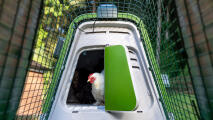 Pollo bianco che esce da un pollaio Eglu Go up con porta automatica del pollaio