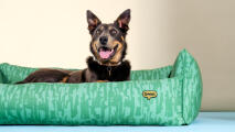 Cuccia di design nest con motivo grassland gallop