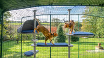 Un gatto che si arrampica sull'albero dei gatti Freestyle allestito con vari accessori