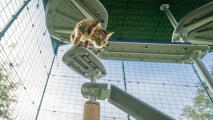 Un gatto che si arrampica sui gradini attaccati all'albero per gatti da esterno Freestyle 