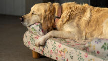 Gocane di razza retriever che dorme su una cuccia a cuscini floreali con stampa di prato mattutino.