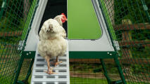 Pollo bianco che cammina su Eglu Go scala del pollaio