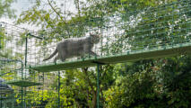Gatto che cammina su una robusta passerella per gatti personalizzabile