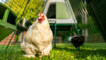 Primo piano di un pollo bianco nel pollaio Eglu Go up run