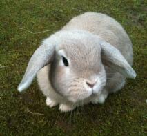 Mini lop