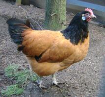 Vorwerk Hen