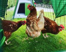 Costruito Eglu ieri e raccolto le nostre nuove ragazze oggi :-) amano la loro nuova casa.