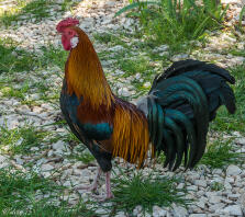 Un gallo con belle piume su erba e pietre