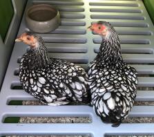Due galline wyandotte che si appollaiano in un pollaio Eglu Cube .