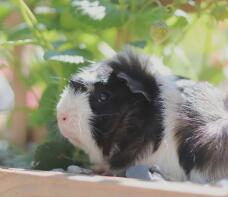 Una bella cavia.