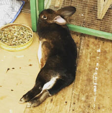 Un coniglio che si rilassa fuori.