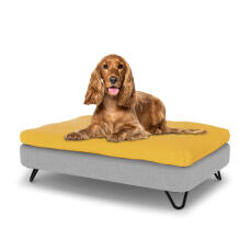 Cane seduto su un medio Topology letto del cane con topper beanbag e metallo nero piedi tornanti