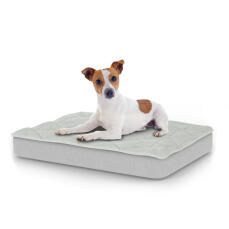 Cane seduto sul piccolo Topology letto per cani con topper trapuntato