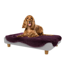 Cocker nel letto per cani medio Topology 