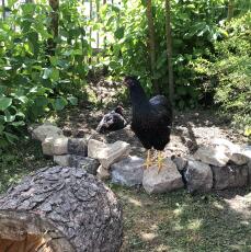 Polli in giardino