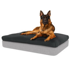 Cane seduto su grande Topology letto per cani in memory foam con topper beanbag grigio carbone