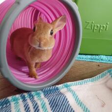 Un piccolo coniglio nel tunnel rosa del suo rifugio verde
