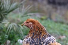 Un'immagine ravvicinata di un pollo marrone in un giardino