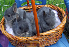 3 simpatici conigli in un cesto