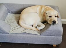 Un cane che riposa sul suo letto grigio con cuscino