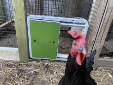 Una gallina curiosa davanti alla sua porta automatica verde attaccata a una pista
