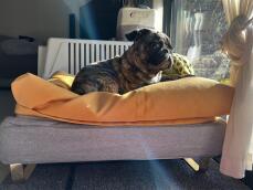 Un cagnolino che si Gode un po' di sole dalla comodità del suo letto grigio e del suo cuscino giallo