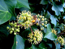 Collezione Winter Pollen di Ivy