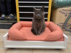 Un gatto nero seduto su un letto per gatti Omlet.