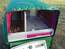 Accesso della coperta termica alle uova e alla scatola del nido