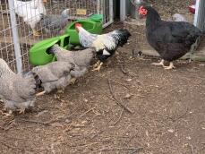 Un sacco di polli in un giardino che mangiano dalle mangiatoie