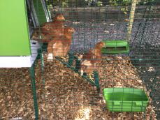 Tre galline Goche scendono dalla scala del loro pollaio