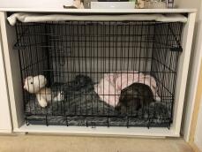 Un cane nero che dorme in un medio Fido Studio sotto una coperta rosa