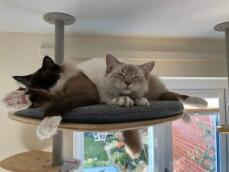 Gatti che condividono Freestyle piattaforma su albero di gatto indoor di rachel stanbury 