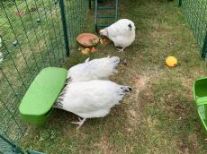 Tre polli che beccano del cibo all'interno dell'estensione di un Eglu Cube